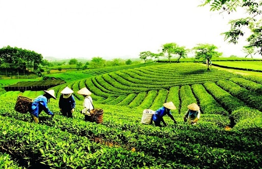 Kỹ Thuật Hái Chè Xanh Của Người Dân Lai Châu 8 Chè xanh Lai Châu