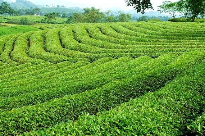 Kỹ Thuật Hái Chè Xanh Của Người Dân Lai Châu 6 lai châu