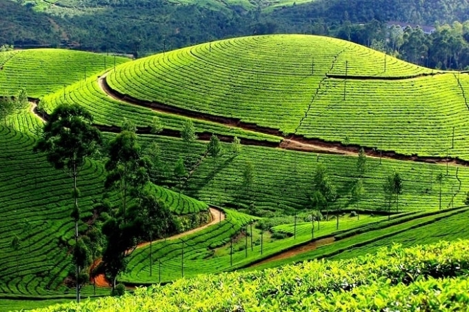 Kỹ Thuật Hái Chè Xanh Của Người Dân Lai Châu 2 lai châu
