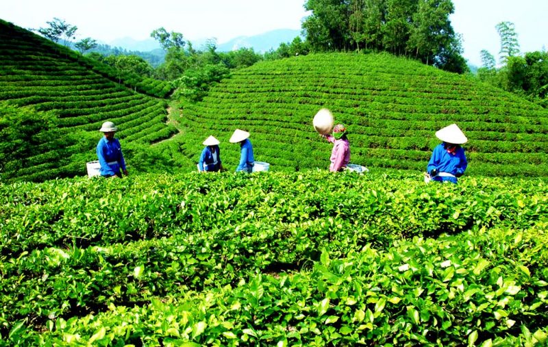 Kỹ Thuật Hái Chè Xanh Của Người Dân Lai Châu 10 lai châu