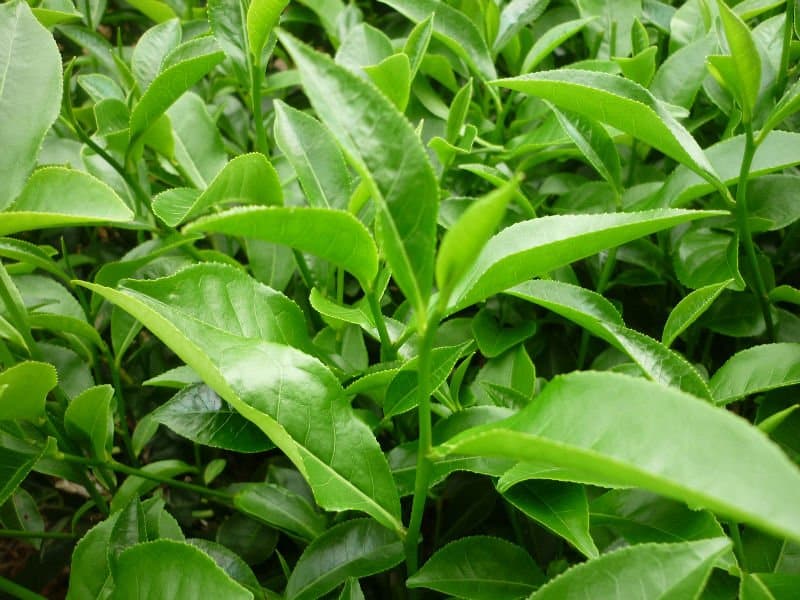 Kỹ Thuật Hái Chè Xanh Của Người Dân Lai Châu 3 lai châu