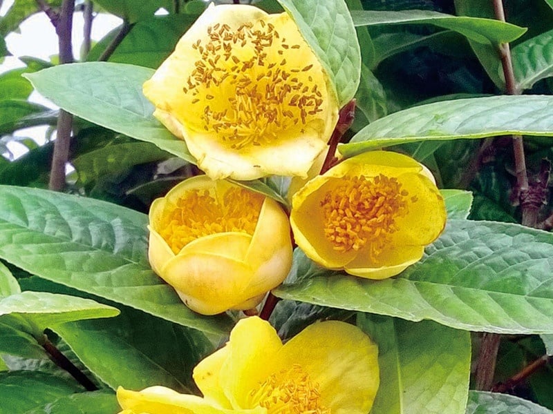 lai châu