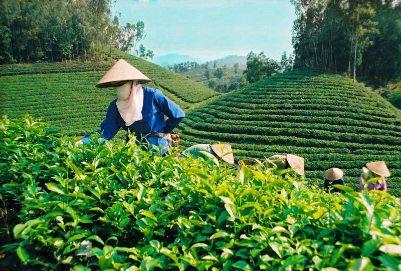 Kỹ Thuật Hái Chè Xanh Của Người Dân Lai Châu 9 chè xanh Lai Châu