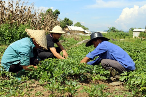 lai châu