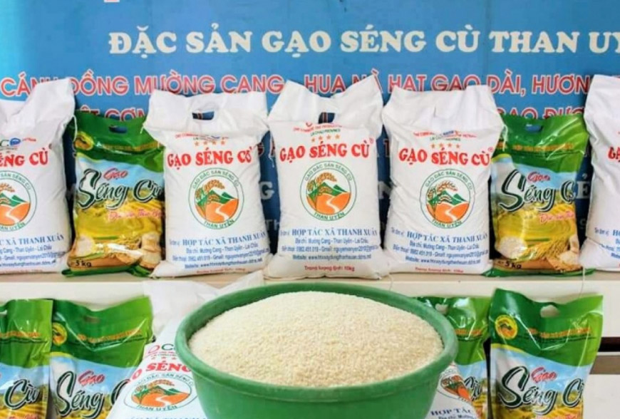 Gạo Séng Cù Than Uyên thương hiệu gạo hàng đầu Việt Nam