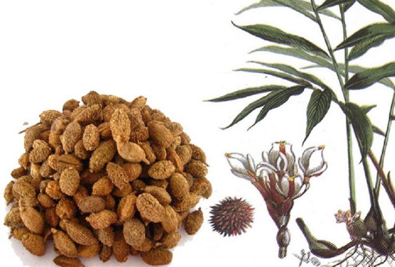 sa-nhan-la-gi-va-6-bai-thuoc-chua-dau-bung-day-hoi-hieu-qu