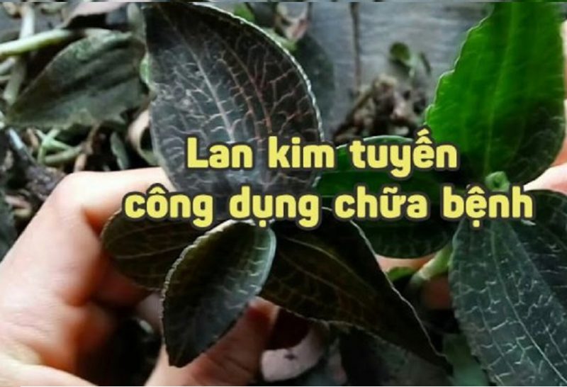 tac-dung-cua-lan-kim-tuyen-than-ky-nhu-the-nao