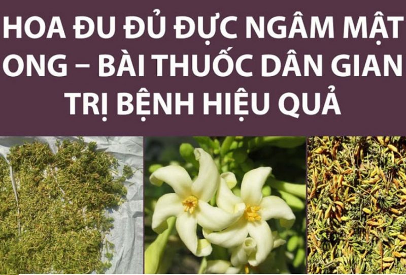 hoa-du-du-duc-va-cong-dung-chua-benh-can-biet
