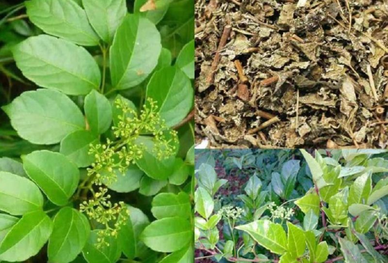 Chè dây leo có dùng được cho người bị tiểu đường không? 3 che-day-leo-co-dung-duoc-cho-nguoi-bi-tieu-duong-khon