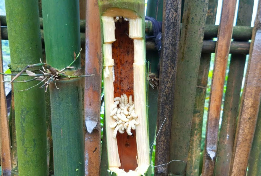 [Góc đặc sản Lai Châu phần 2] – Sâu tre