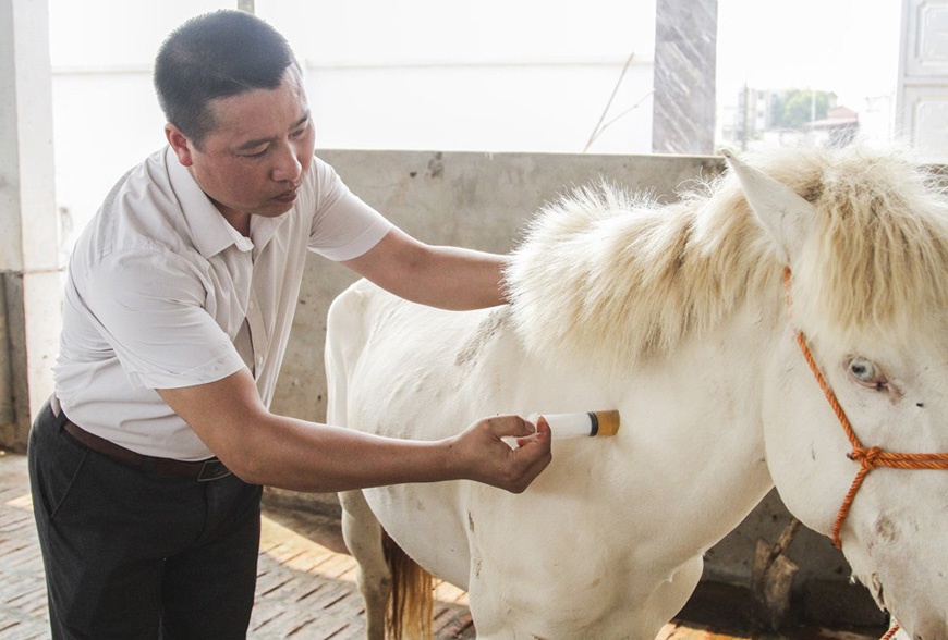 Cao ngựa bạch là gì? Tác dụng của cao ngựa bạch với sức khỏe 2 ngựa bạch