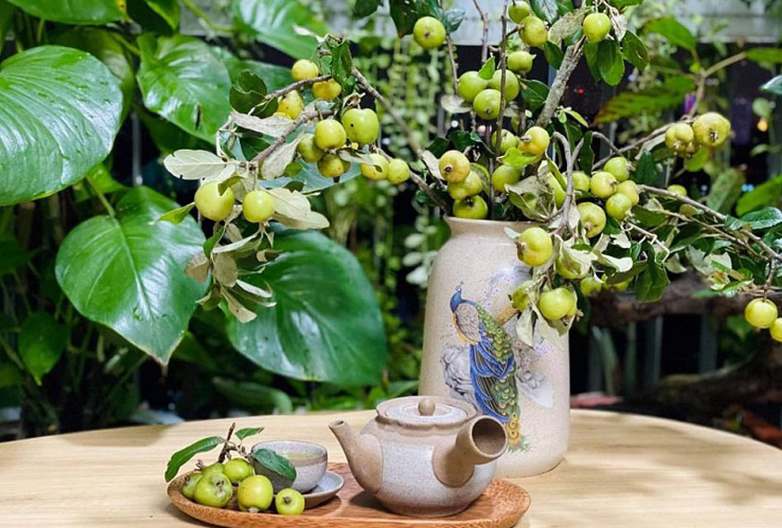 Tác dụng của táo mèo
