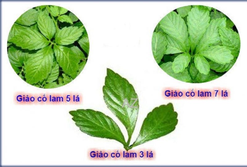 5-cach-su-dung-giao-co-lam-tang-cuong-toi-da-hieu-qua