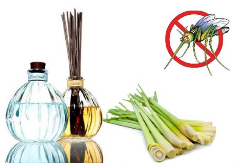 Tinh dầu sả có tác dụng gì? Có nên dùng thường xuyên không? 7 tinh-dau-sa-co-tac-dung-gi-co-nen-dung-thuong-xuyen-khong