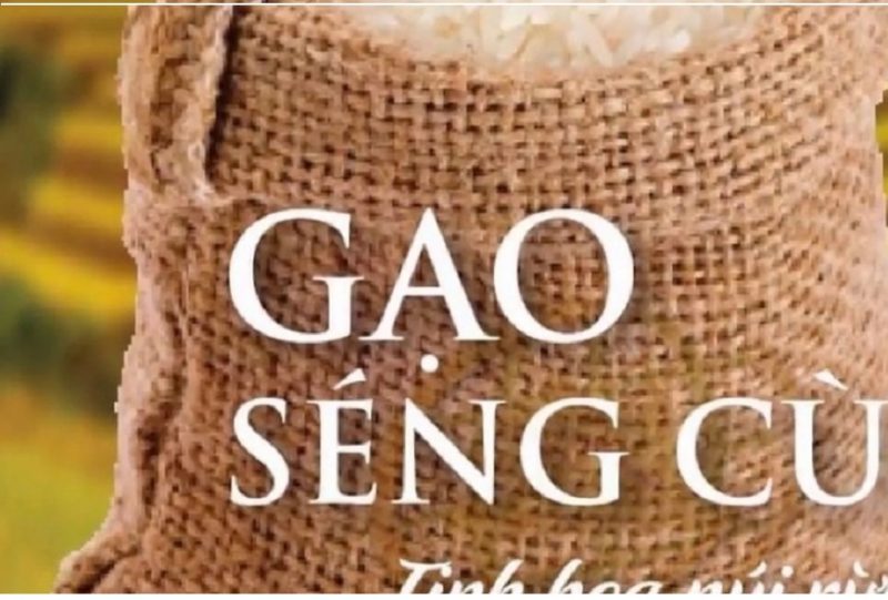 gao-lut-seng-cu-mua-o-dau-thom-ngon-va-chat-luong