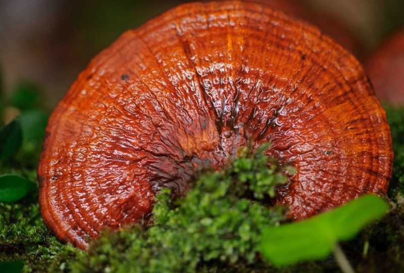 9-tac-dung-cua-nam-linh-chi-voi-phu-nu-va-cach-dung-hieu-qua
