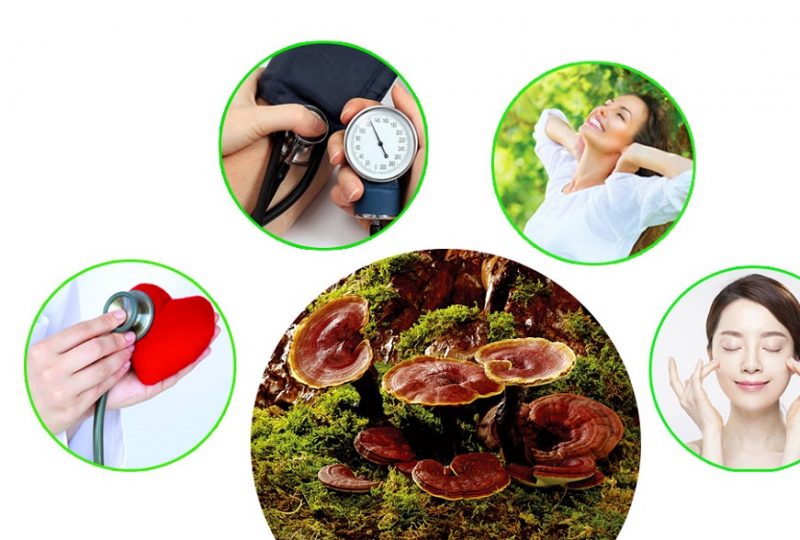 7 lưu ý khi sử dụng nấm linh chi tăng cường sức khỏe 4 7-luu-y-khi-su-dung-nam-linh-chi-tang-cuong-suc-khoe