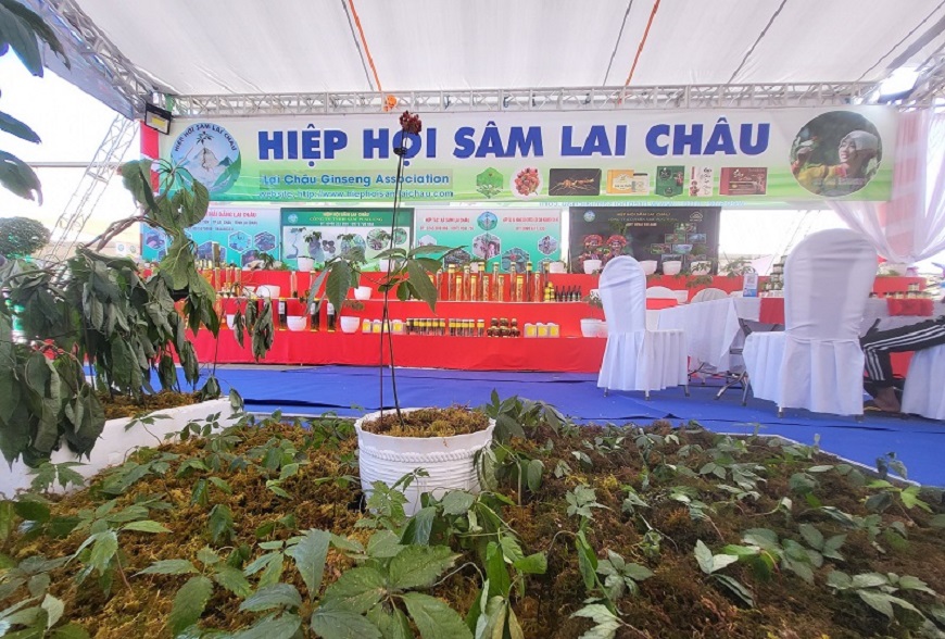 sam-ngoc-linh-lai-chau-loai-sam-quy-hiem-tren-the-gioi