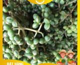 Hạt mắc khén