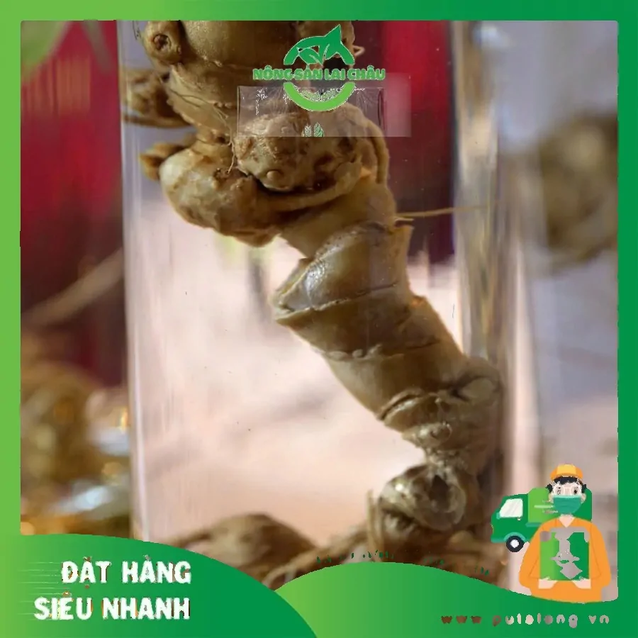 Trang chủ 21 lai châu